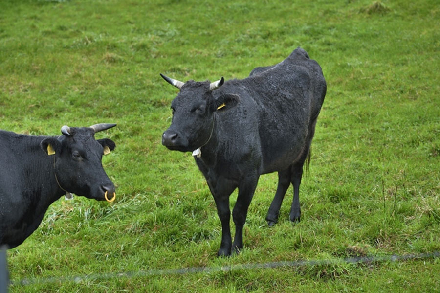 食肉用の牛から「原皮」がとれる