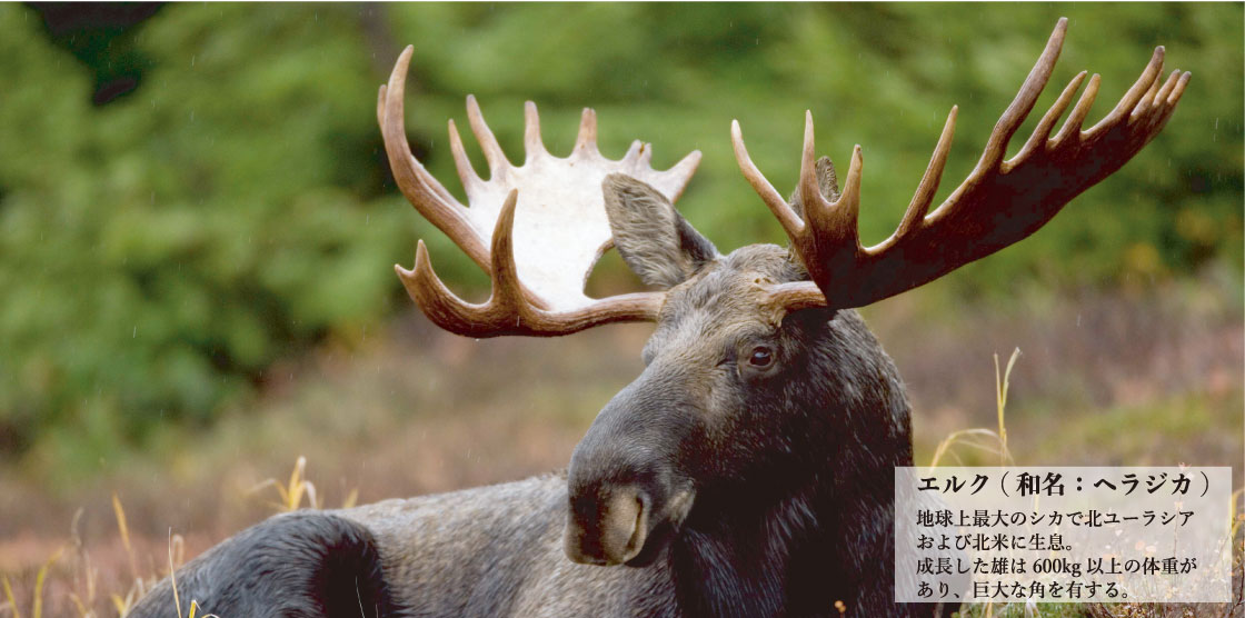 革財布キプリス　フィンランドエルク