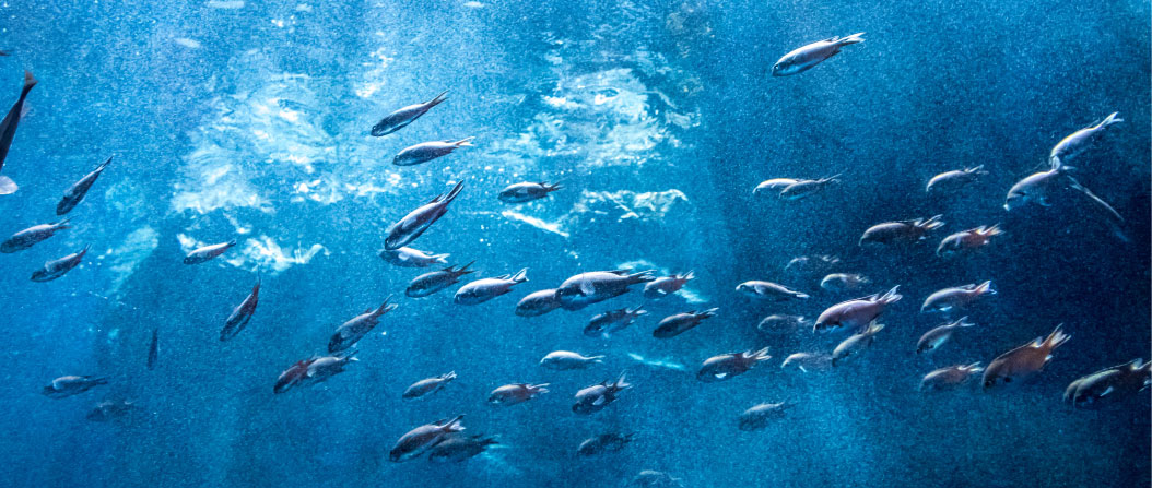 革財布キプリス,MADAI -Ocean Leather-